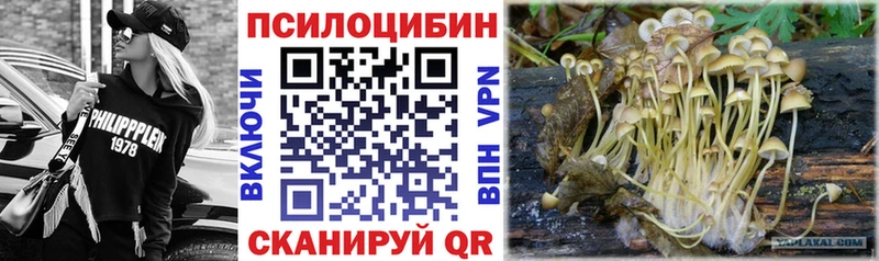 закладка  Сокол  Галлюциногенные грибы мицелий 